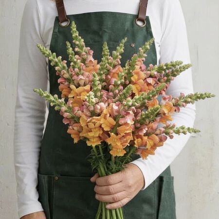 Opus III Early Bronze, (F1) Snapdragon Seeds - Packet image number null